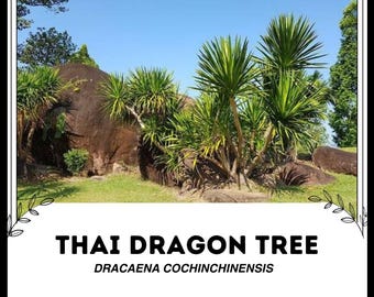 ドラセナ・ドラコ（Dracena draco）の新鮮な種子10個 - Etsy 日本
