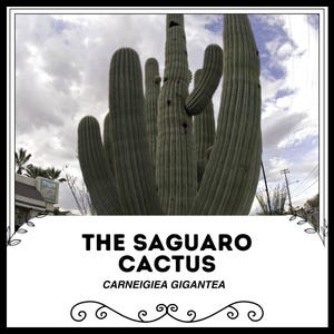 The Saguaro Cactus - Carneigiea gigantea - Rare 'Cactus' Seeds - Giant Cactus, Green-Gray, Carnegiea Gigantea, Arizona Cactus, Sahuaro