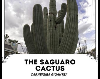 Free Picture: The Saguaro Cactus (Carnegiea Gigantea) In A Desert - Foto 7
