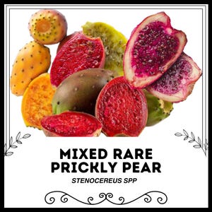 Può includere: Una varietà di frutti di fico d'India, noti anche come pera di cactus o opuntia. I frutti sono un mix di colori rosso, rosa e giallo. Il testo "Mixed Rare Prickly Pear Stenocereus spp" è visualizzato sotto i frutti.