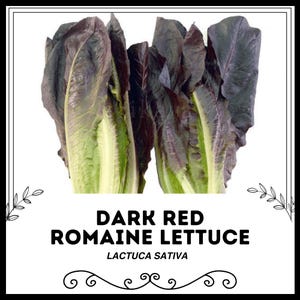 Dunkelroter Römersalat - Lactaca sativa - Seltenes Erbgemüse