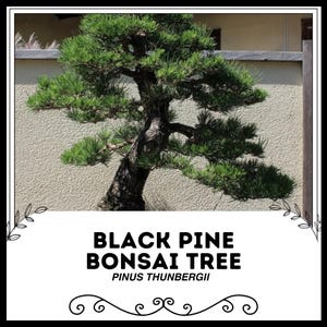 Bonsai Acnh - Etsy Singapore