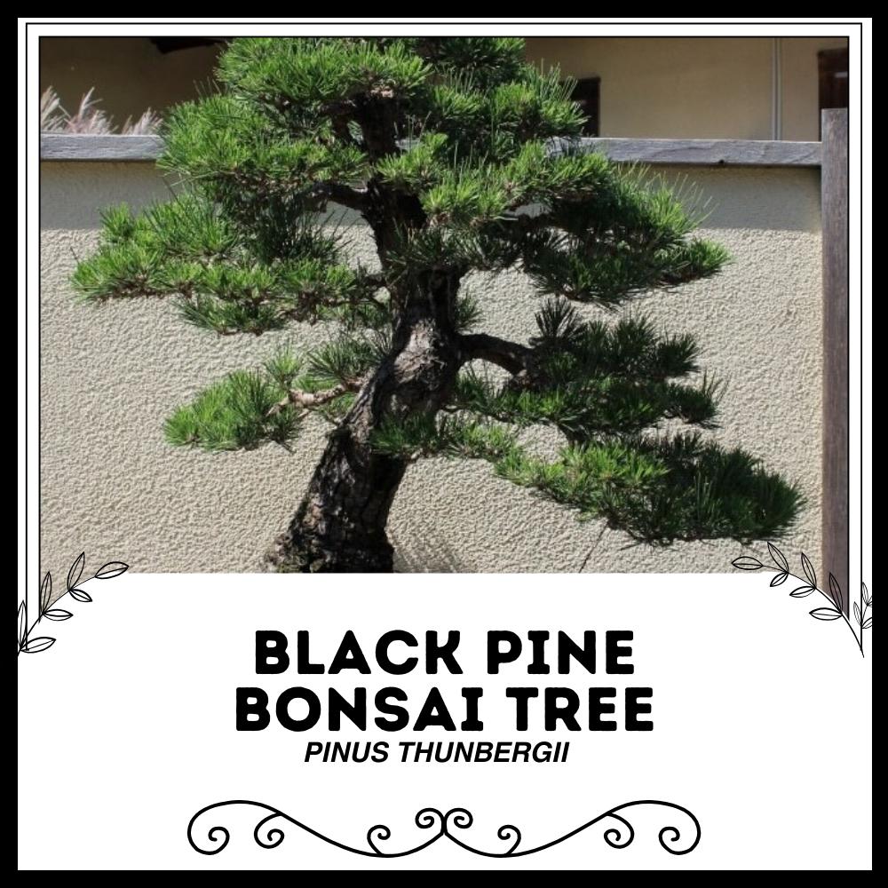 Bonsai Acnh - Etsy Singapore