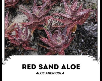 Rote Sand-Aloe - Aloe Arenicola - Seltene 'Sukkulentenpflanze'-Samen -  Korallen-Aloe, rotbraun, Sand-Aloe, Scharlachroter Sand-Aloe, Wstenfeuer- Aloe - Etsy.de