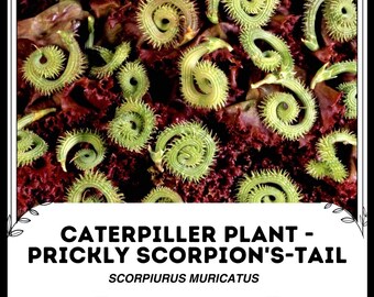 Rupsplant - stekelige schorpioenstaart - Scorpiurus muricatus - zeldzame ' plant'-zaden - rattenstaartcactus, geelrood, gouden rattenstaart - Etsy  Belgi