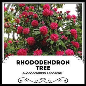 Rhododendron adamsii - Etsy sterreich