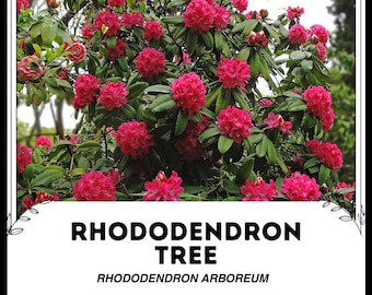 rhododendron pret PJM Elite Rhododendron for Sale main image 1