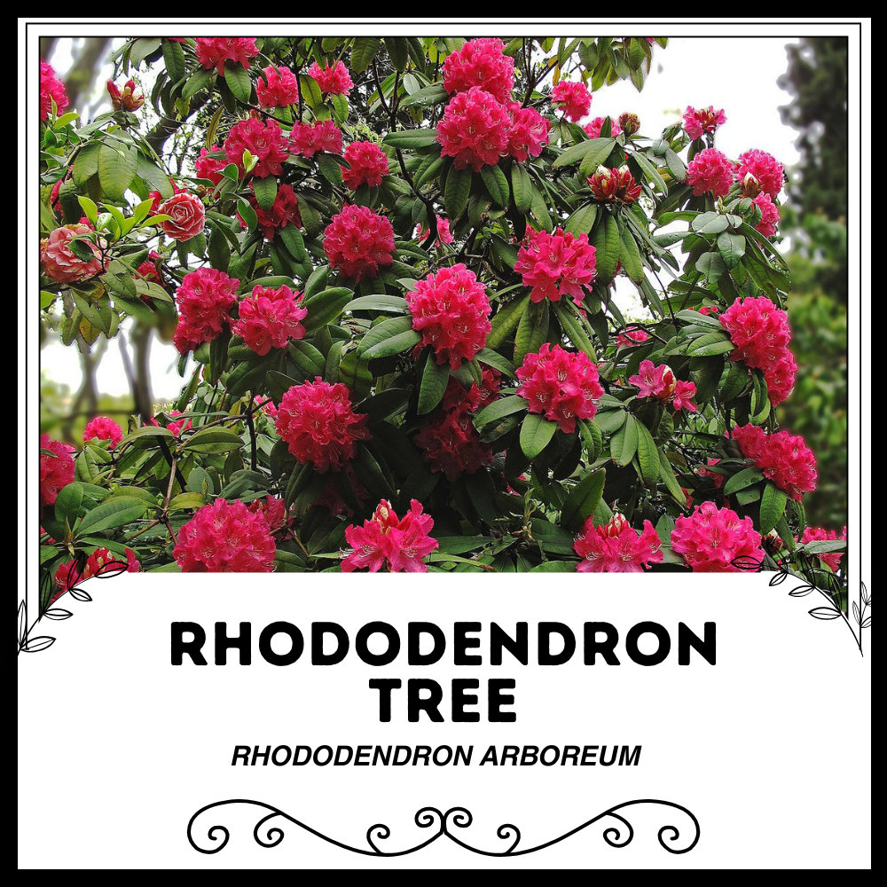 Rhododendron Adamsii - Etsy Canada