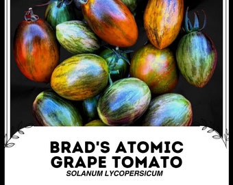 Brad's Atomic Grape Tomaat - Solanum lycopersicum - zeldzame groente