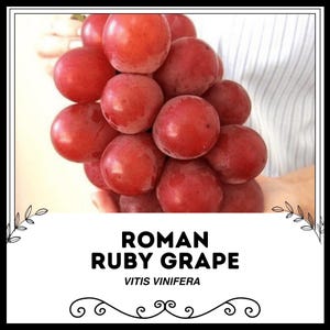 ローマン ルビー グレープ - Vitis vinifera - 珍しい「フルーツ」種子