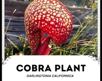 ダーリングトニア・カリフォルニカ種子10個｜コブラリリー｜希少食虫