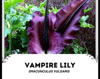 Vampierlelie - Dracunculus vulgaris - zeldzame 'plantenzaden' - draculalelie, zwartpaars, voodoo-lelie, lijkbloem, masdevallia dracula