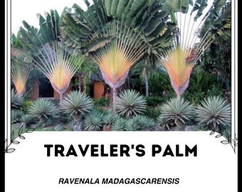 Dioon rzedowskii 3粒 - 希少ソテツ - 珍しい - ザミア科 Dioon rzedowskii 3粒 - 希少ソテツ - 珍しい - ザミア科