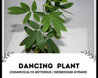 Dancing Plant - Codariocalyx motorius / Desmodium gyrans - Rare 'Plant' Seeds - Semaphore Plant, Green-White, Semaphore Vine, Fabaceae