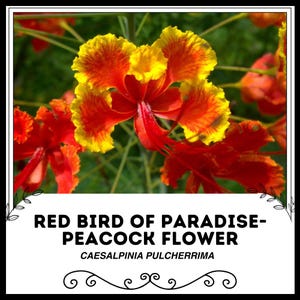Red Bird of Paradise - Caesalpinia pulcherrima - Rare &#39;Plant&#39; Seeds - Red Dwarf Poinciana, Red-Yellow, Pride of Barbados, Paradisaeidae