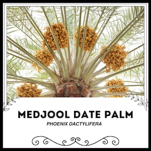 Puede incluir: Una vista cercana de una palmera datilera Medjool, mostrando los racimos de dátiles maduros que cuelgan de las ramas. El texto "MEDJOOL DATE PALM" y "PHOENIX DACTYLIFERA" se muestra debajo de la imagen.
