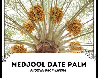 Peut inclure: Une vue rapprochée d'un palmier dattier Medjool, montrant les grappes de dattes mûres qui pendent des branches. Le texte "MEDJOOL DATE PALM" et "PHOENIX DACTYLIFERA" est affiché sous l'image.