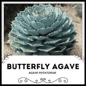 Butterfly Agave - Agave potatorum - Rare &#39;Succulent&#39; Seeds - Variegated Agave, White-Green, Octopus Agave,Lepidoptera Agave,Flutterby Agave