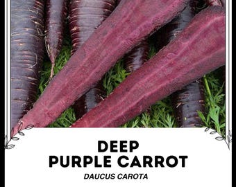 Zanahoria morada profunda - Daucus carota - Vegetal de herencia rara