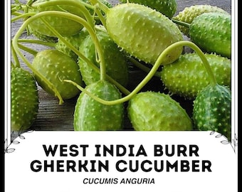 西インド産バーガーキンキュウリ - Cucumis anguria - 希少な伝統野菜