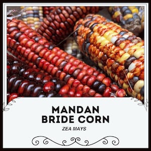 Mandan Bride Corn - Zea mays - Rare Heirloom Vegetables