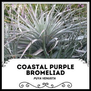 Coastal Purple Bromeliad - Puya venusta - Rare &#39;Bromeliad&#39; Seeds - Pink Quill, Pink-Green, Bladderwort, fairy tears,Seaside Purple Bromeliad