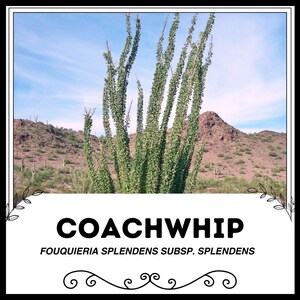 Coachwhip - Fouquieria splendens subsp. Splendens - Rare &#39;Plant&#39; Seeds - Whip snake, Green-Yellow, Coachwhip Snake, Eastern Coachwhip
