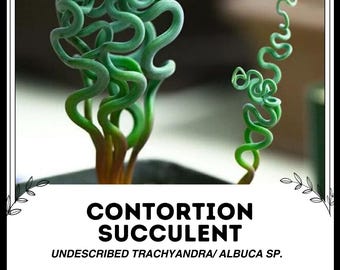 Contortion Succulent - Undescribed trachyandra/ Albuca sp. - Rare Succulent Species