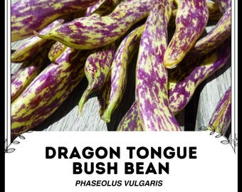 Dragon Tongue Bush Bean - Phaseolus vulgaris - Rare Heirloom Vegetable