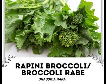 Rapini Broccoli / Broccoli Rabe - Brassica rapa - Rara verdura di cimelio