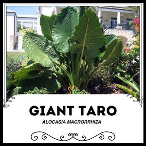 Giant Taro - Alocasia macrorrhiza - Rare &#39;Plant&#39; Seeds - Taro, Elephant Ear Taro, Green-Yellow, Colocasia, Wild Cocoyam, Eddoe,Buddha&#39;s Hand