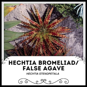Hechtia Bromeliad / False Agave - Hechtia stenopetala - Rare &#39;Bromeliad&#39; Seeds - Miniature Pineapple, Red-Green, Bromeliad, Faux Agave Plant