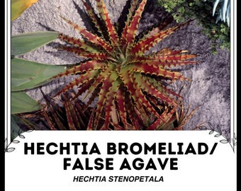 Hechtia Bromeliad / False Agave - Hechtia stenopetala - Rare 'Bromeliad' Seeds - Miniature Pineapple, Red-Green, Bromeliad, Faux Agave Plant