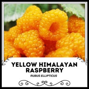 Op de afbeelding: Close-up van een tros heldergele frambozen. De frambozen zijn vol en sappig, met een licht getextureerd oppervlak. De tekst "YELLOW HIMALAYAN RASPBERRY" en "RUBUS ELLIPTIOUS" wordt onder de afbeelding weergegeven.