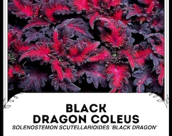 Black Dragon Coleus - Solenostemon scutellarioides 'Black Dragon' - Rare 'Plant' Seeds - Dragons Breath, Black-Pink, Dark Knight,Onyx Coleus