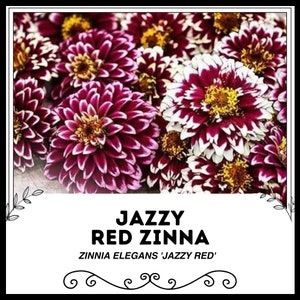 Jazzy Red Zinna - Zinnia elegans &#39;Jazzy Red&#39; - Rare &#39;Plants&#39; Seeds - Youth and Age, Pink-White, Mexican Zinnia, Dwarf Zinnia, Garden Zinnia