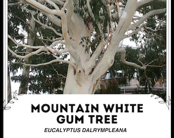 Árbol de goma blanca de montaña - Eucalyptus Dalrympleana - Semillas raras de 'plantas' - Goma de montaña, verde-blanco, goma blanca alpina, goma de montaña de Tasmania