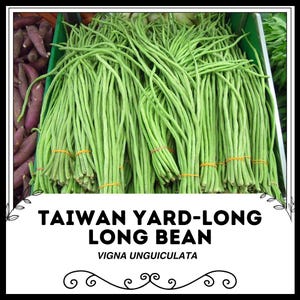 Könnte beinhalten: Ein Bündel langer, grüner Yard-Long-Bohnen, auch bekannt als Spargelbohnen, sind mit Gummibändern zusammengebunden. Die Bohnen sind frisch und bereit zum Kochen.  TAIWAN YARD-LONG LONG BEAN  VIGNA UNGUICULATA