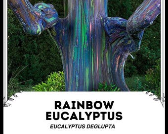 Eucalipto arcobaleno - Eucalyptus deglupta - Semi di piante rare - Gomma Mindanao, Blu-Viola, Gomma arcobaleno, Gomma dipinta, Eucalipto multicolore