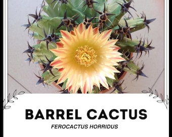 Fasskaktus - Ferocactus horridus - Seltene 'Kaktus'-Samen - Fishhook-Kaktus,  Grn-Gelb, Kompass-Kaktus, Fishhook-Kaktus, Roter Fasskaktus - Etsy  sterreich