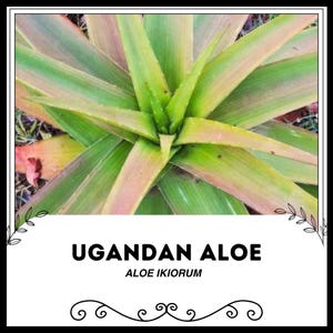 Ugandan Aloe - Aloe Ikiorum - Rare Succulent &#39;Plant&#39; Seeds - Aloe Vera, Green-Pink, Barbados Aloe, First Aid Plant, Plant of Immortality