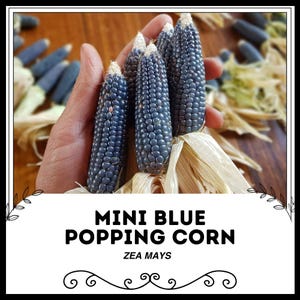 Mini Blue Popping Corn - Zea mays - Rare Heirloom Vegetable