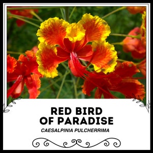 Red Bird of Paradise - Peacock Flower - Caesalpinia Pulcherrima - Rare &#39;Plant&#39; Seeds - Red Dwarf Poinciana, Red-Yellow, Pride of Barbados