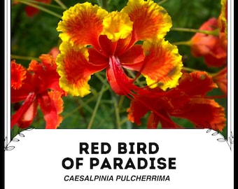 Op de afbeelding: Een close-up van een rode paradijsvogelbloem met gele en oranje bloemblaadjes. De bloem staat in bloei en heeft een lange, rode stamper. De wetenschappelijke naam van deze bloem is Caesalpinia pulcherrima.