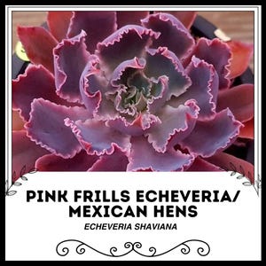 Rosa Frills Echeveria / Mexikanische Hennen - Echeveria shaviana - Seltene &#39;Sukkulenten&#39; Samen - Rosa Frills Echeveria, mexikanische Hennen, mexikanischer Schneeball