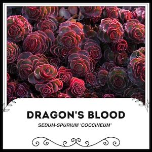 以下が含まれることがあります： ドラゴンの血セダムのクローズアップ。多肉植物は、濃い赤と緑のロゼットを持っています。画像には、白いボックスに「DRAGON'S BLOOD」と「SEDUM-SPURIUM 'COCCINEUM'」というテキストと装飾的なボーダーが含まれています。