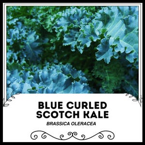 ブルーカールスコッチケール - Brassica oleracea - 希少な伝統野菜