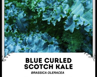 Può includere: Primo piano di cavolo riccio scozzese blu, un ortaggio a foglia verde con una caratteristica texture riccia. Il testo "BLUE CURLED SCOTCH KALE" e "BRASSICA OLERACEA" è visualizzato sotto l'immagine.