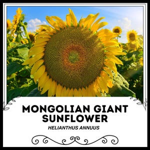 Mongolian Giant Sunflower - Helianthus annuus - Rare Heirloom Vegetable