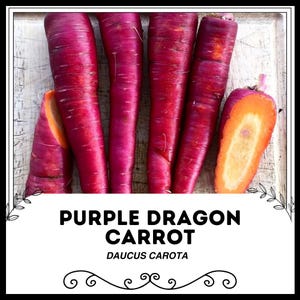Purple Dragon Carrot - Daucus carota - Rare Heirloom Vegetable